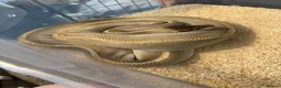 Python Snake reptiles for sale: 11 snakes for sale, 2 corns and 9 royal pythons  - Advert 7
