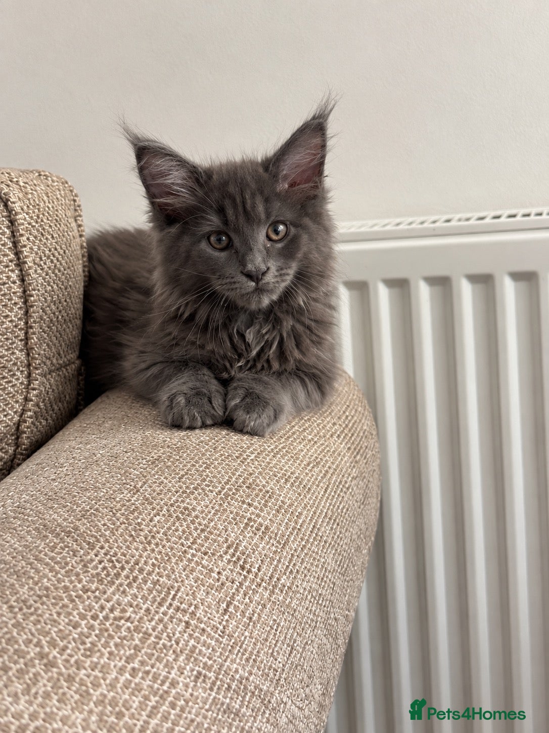 Maine Coon cats TICA REGISTERED Maine Coon Kittens - Advert 1
