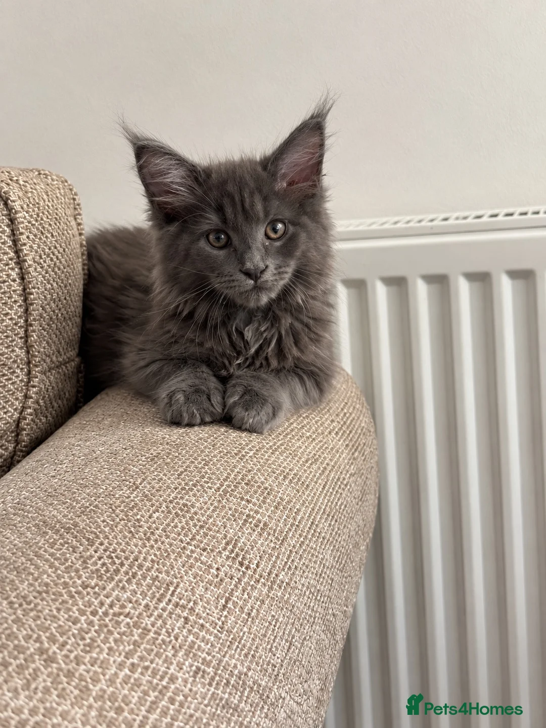Maine Coon cats for sale: TICA REGISTERED Maine Coon Kittens - Advert 2
