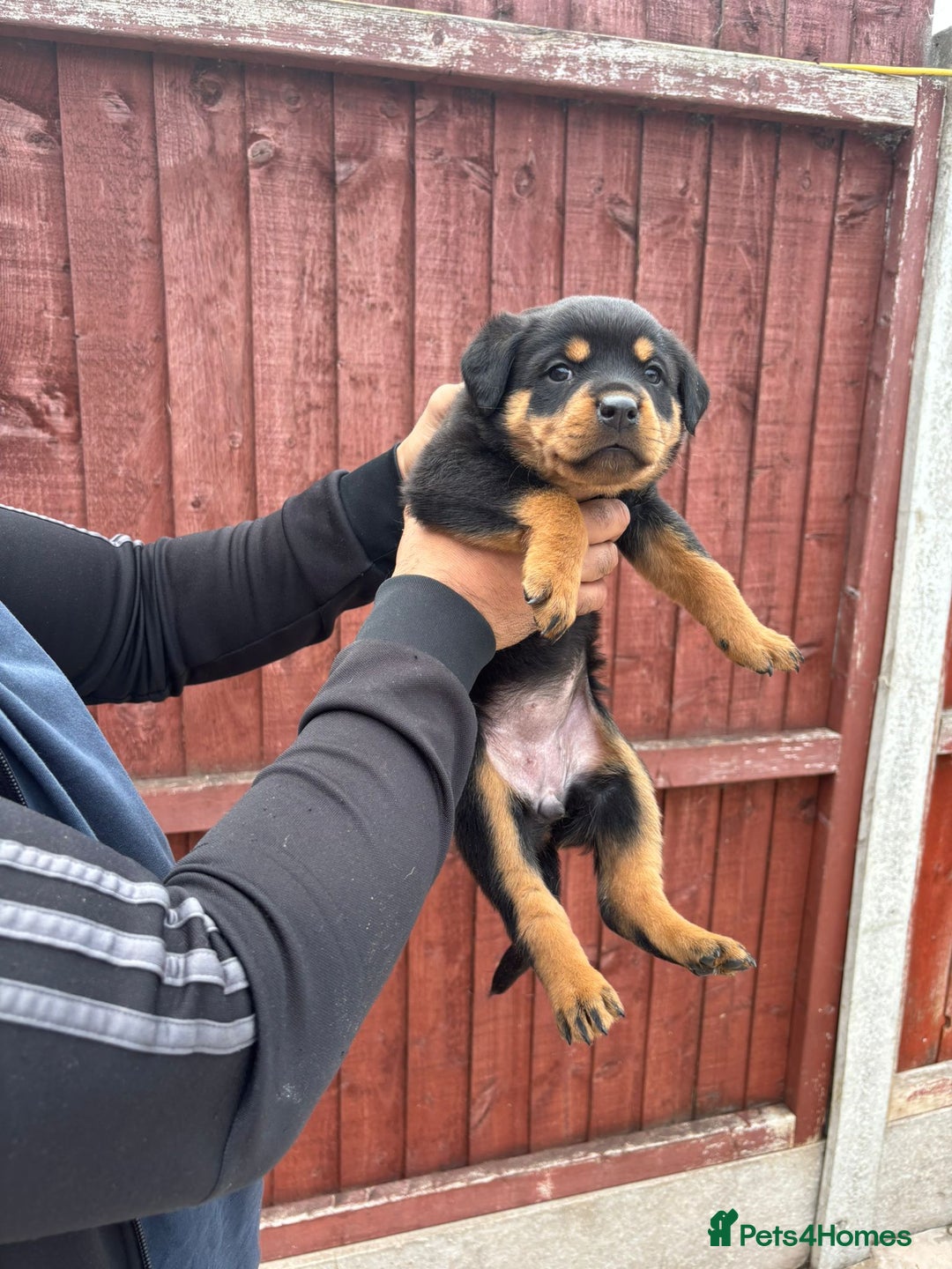 Rottweiler dogs for sale: Pure rottweiler  - Image 14