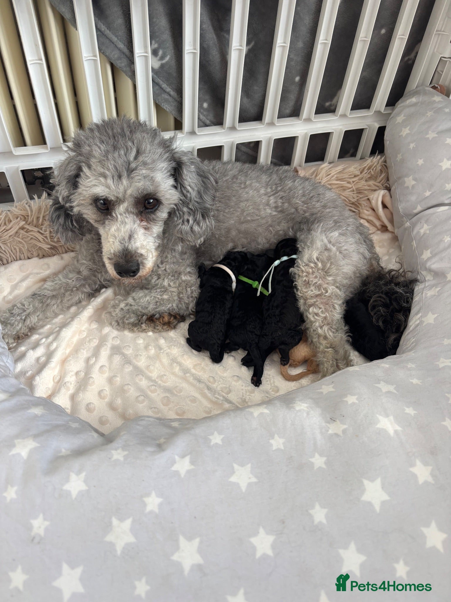 Miniature Poodle dogs Adorable kc reg miniature poodles - Advert 1