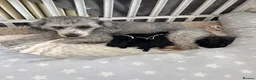 Miniature Poodle dogs for sale: Adorable kc reg miniature poodles - Advert 1