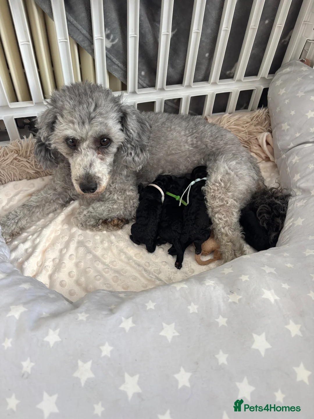 Miniature Poodle dogs for sale: Adorable kc reg miniature poodles - Advert 1
