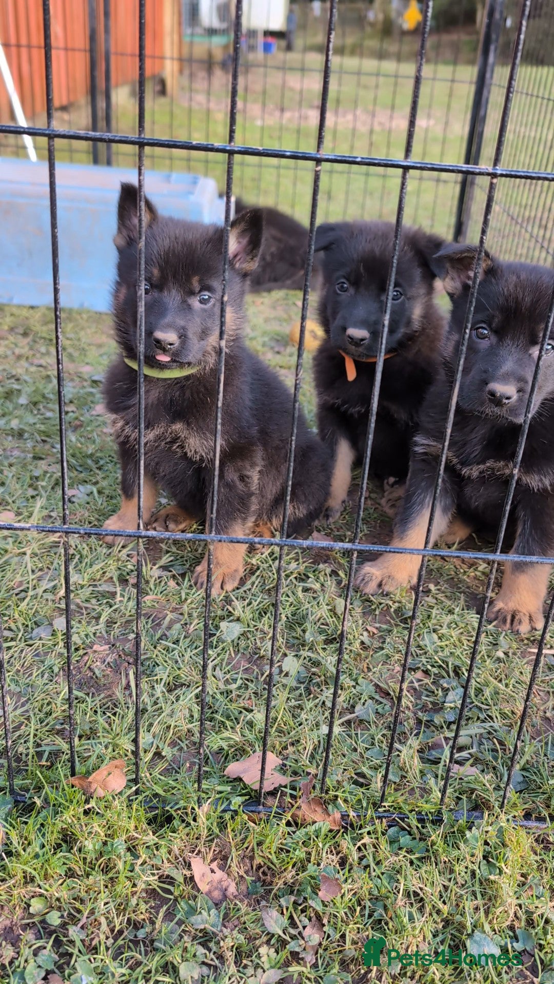 German Shepherd dogs Adorable Czech Shepherd Boys - Advert 2
