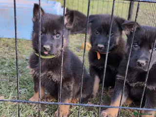 German Shepherd dogs Adorable Czech Shepherd Boys - Advert 2