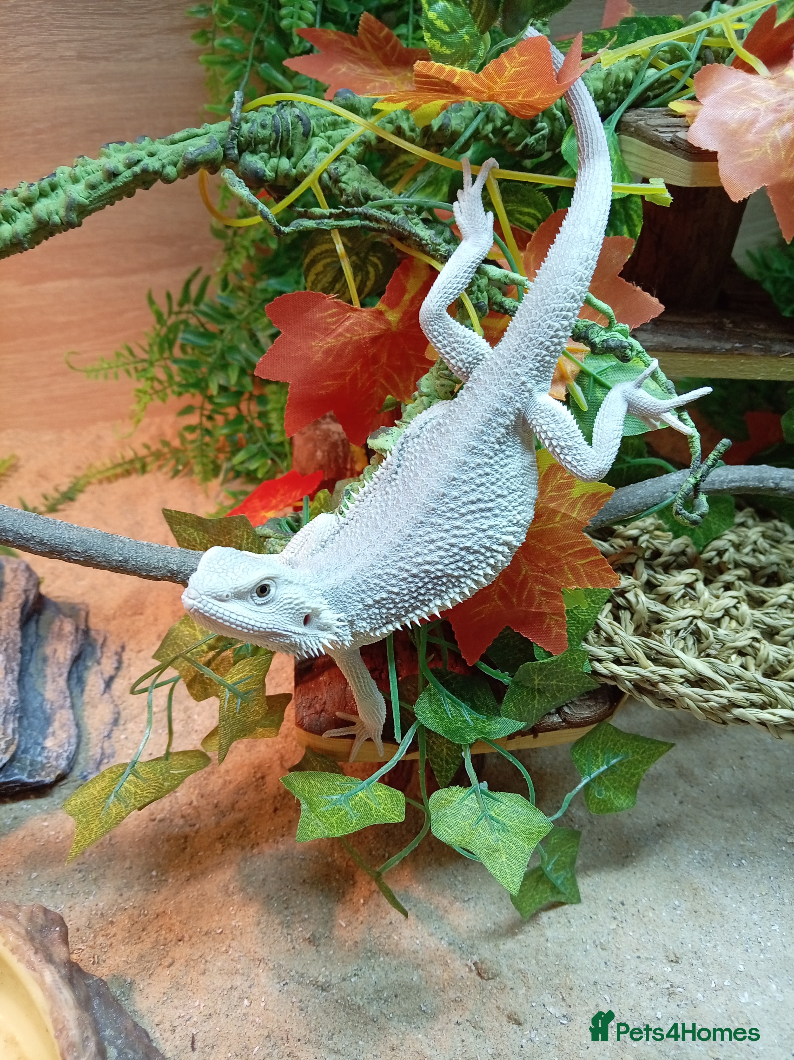 Bearded Dragon reptiles Hypo zero bearded dragon in Daventry - Advert 1