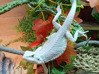 Bearded Dragon reptiles Hypo zero bearded dragon in Daventry - Advert 9