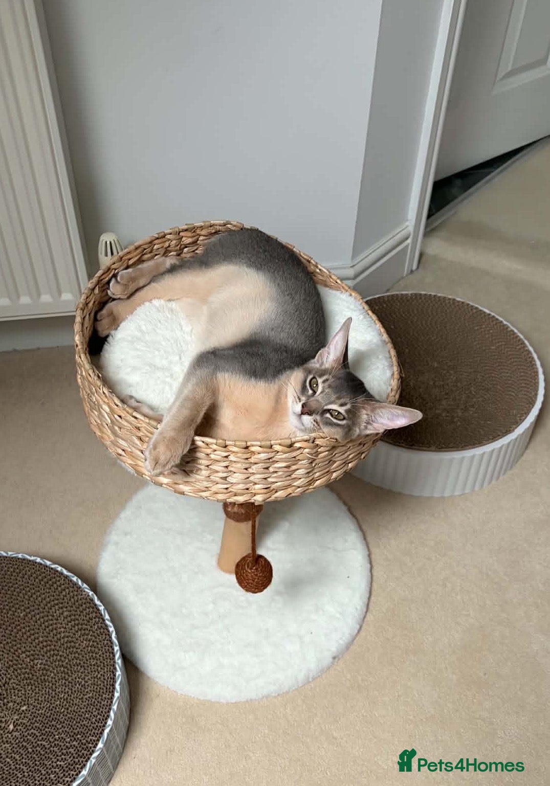 Abyssinian cats 🐾 Last Gorgeous Abyssinian Kitten Left 🐈‍⬛ - Advert 7