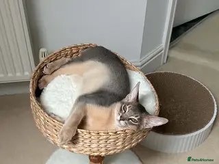 Abyssinian cats 🐾 Last Gorgeous Abyssinian Kitten Left 🐈⬛ - Advert 7