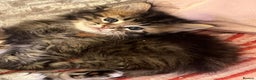 Maine Coon cats for sale: Full breed Mainecoon kittens ready 17th February  - Advert 10
