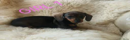 Miniature Dachshund dogs for sale: 🐕🐕3 miniature dashund puppy’s 🐕🐕 - Advert 8