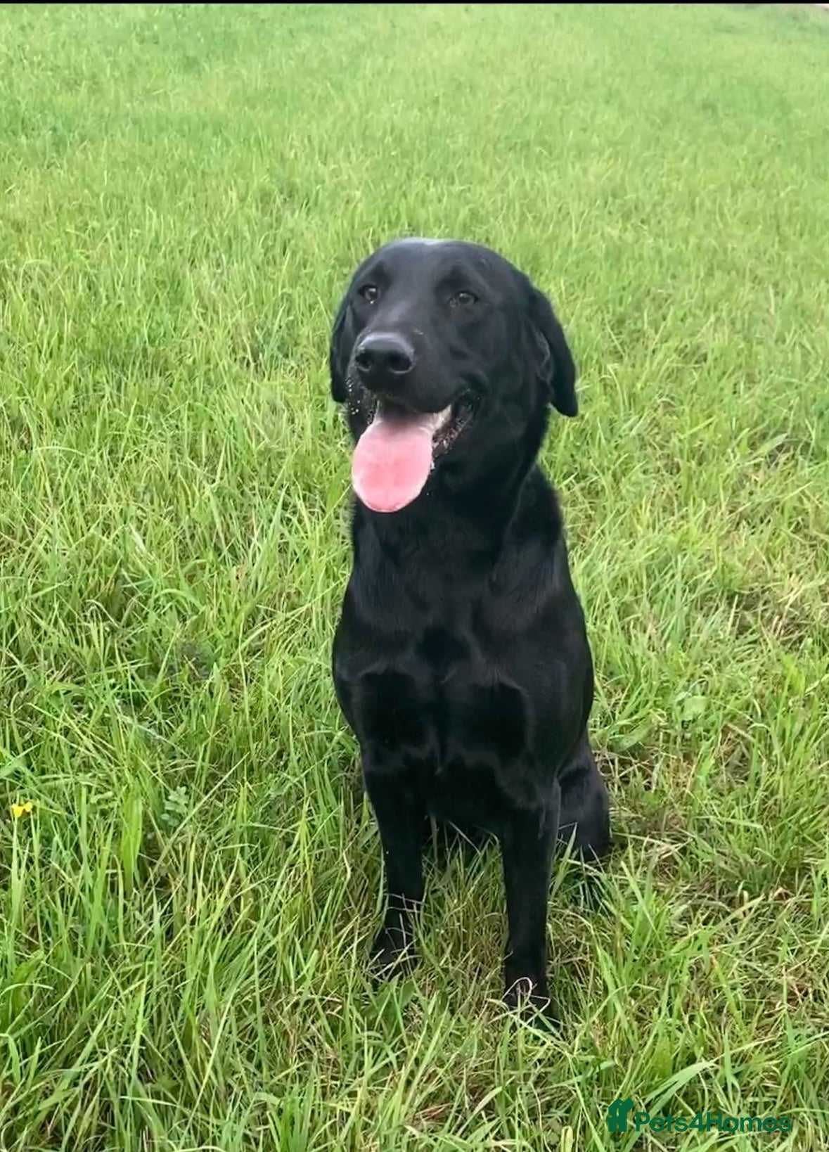 Labrador Retriever dogs Sweet 12month lab girl - Advert 1
