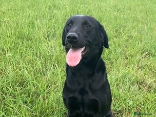 Labrador Retriever dogs Sweet 12month lab girl - Advert 1