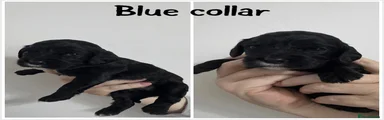 Cockalier 3