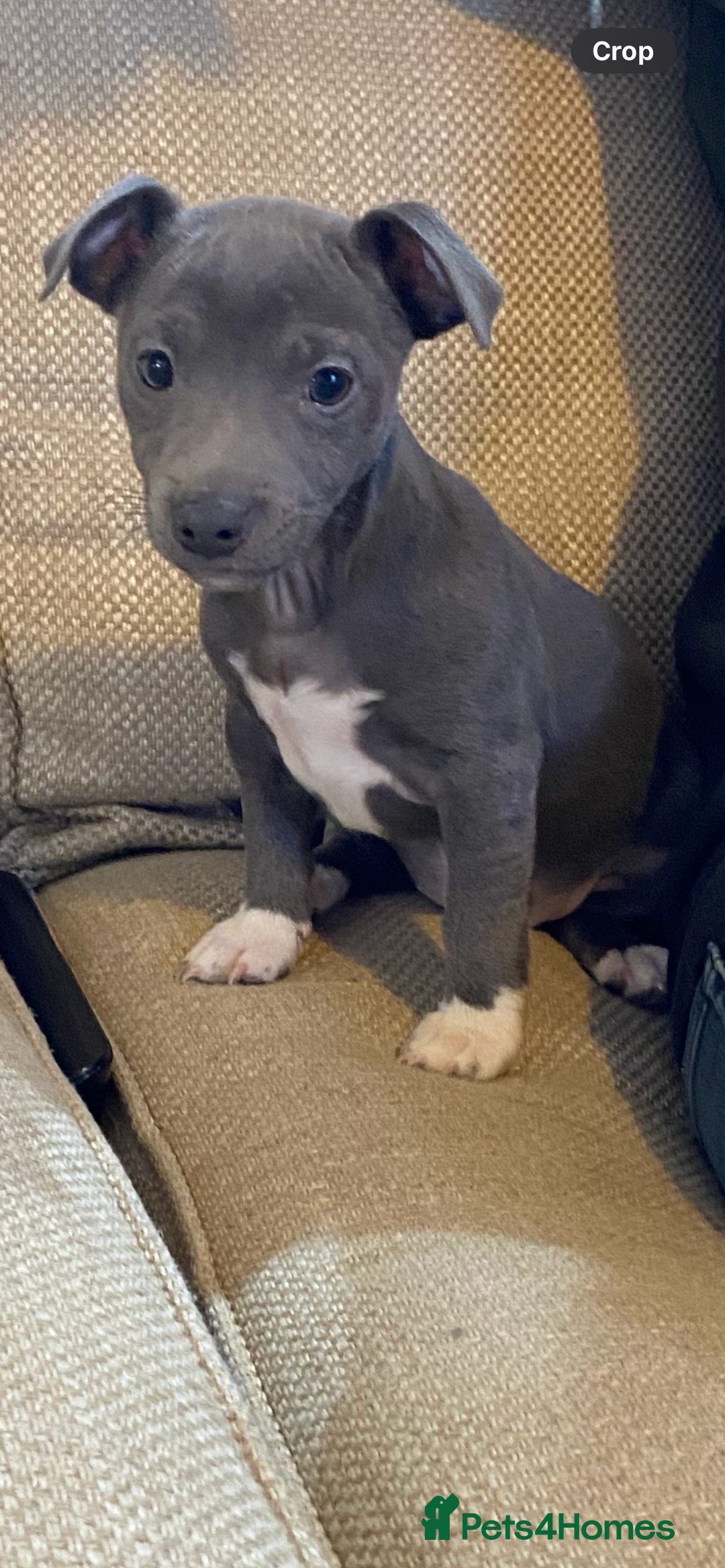 Jack Russell dogs for sale:  beautiful All blue smooth coated short legged JRT - Advert 5