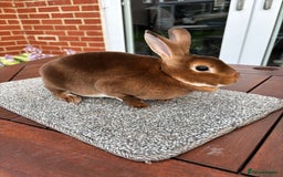 Rex rabbits for sale: Stunning Purebred Black Otter & Cinammon mini rex  - Image 7