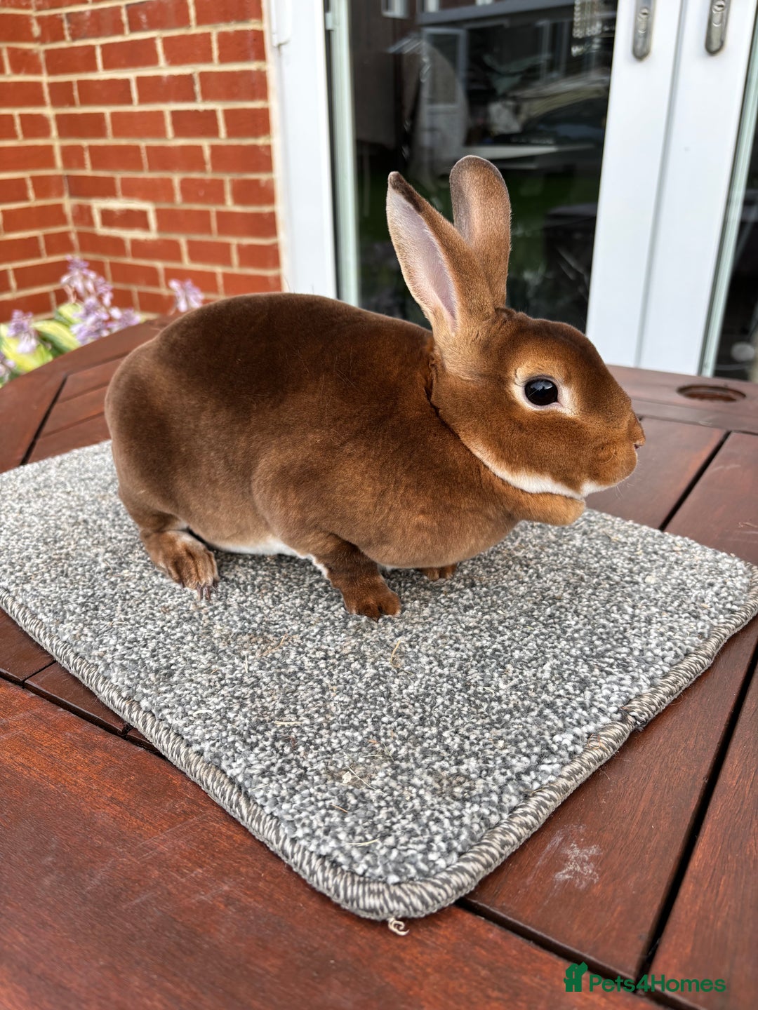 Rex rabbits for sale: Stunning Purebred Black Otter & Cinammon mini rex  - Image 7