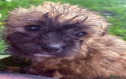 Poochon dogs for sale: READY FOR HER NEW PAW PACK  - Advert 24