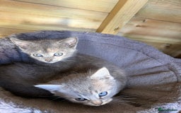 British Shorthair cats for sale: 5 stunning BSH kittens for sale‼️ - Image 2