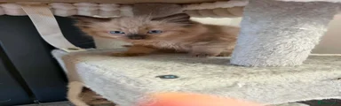 Ragdoll 4