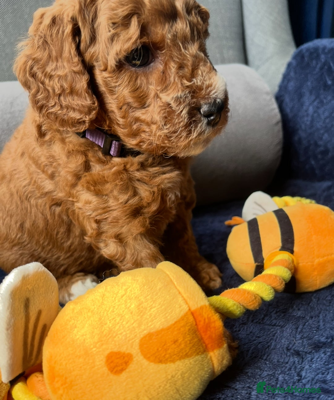Mixed Breed dogs for sale: Mini Double Doodles 🧬 Tested Clear  - Image 24
