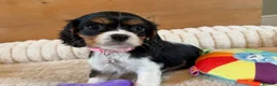 Cavalier King Charles Spaniel dogs for sale: KC Registered and DNA Tested Clear  - Advert 9