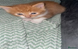 Maine Coon cats for sale: Beautiful Maine coon x kittens  - Image 10