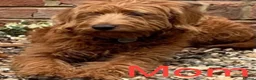 Labradoodle dogs for sale: Labradoodle Fox Red ♥️ - Advert 22
