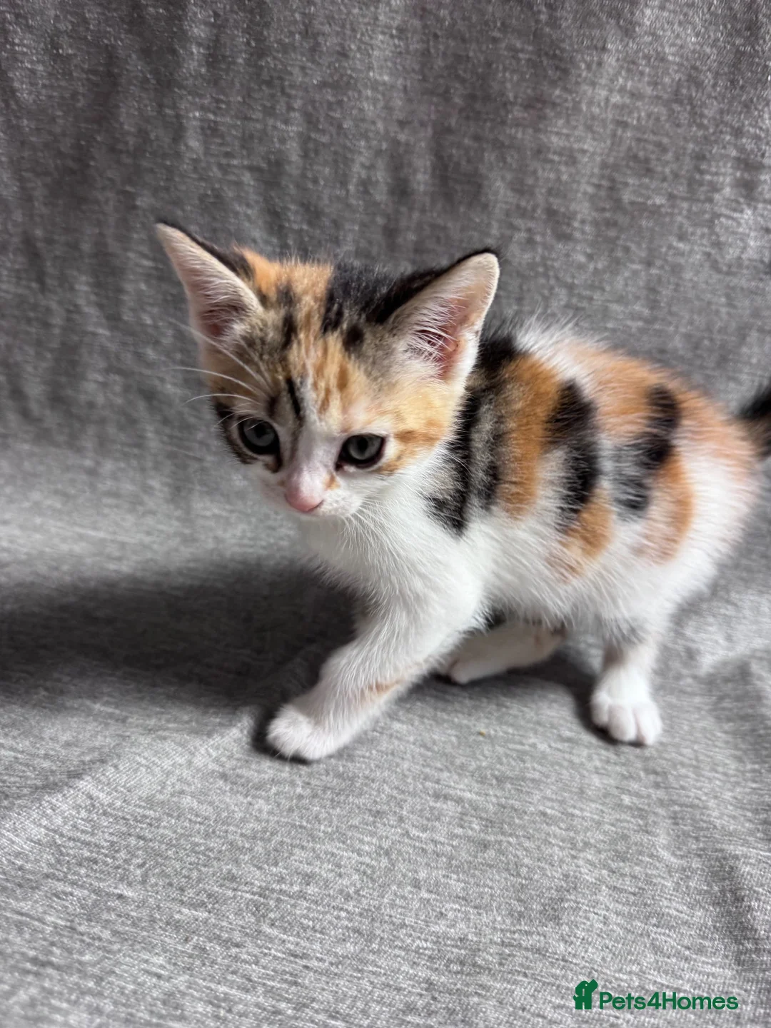 Mixed Breed cats for sale: Adorable Mixed-Breed Kittens Ready for Loving Home - Advert 19
