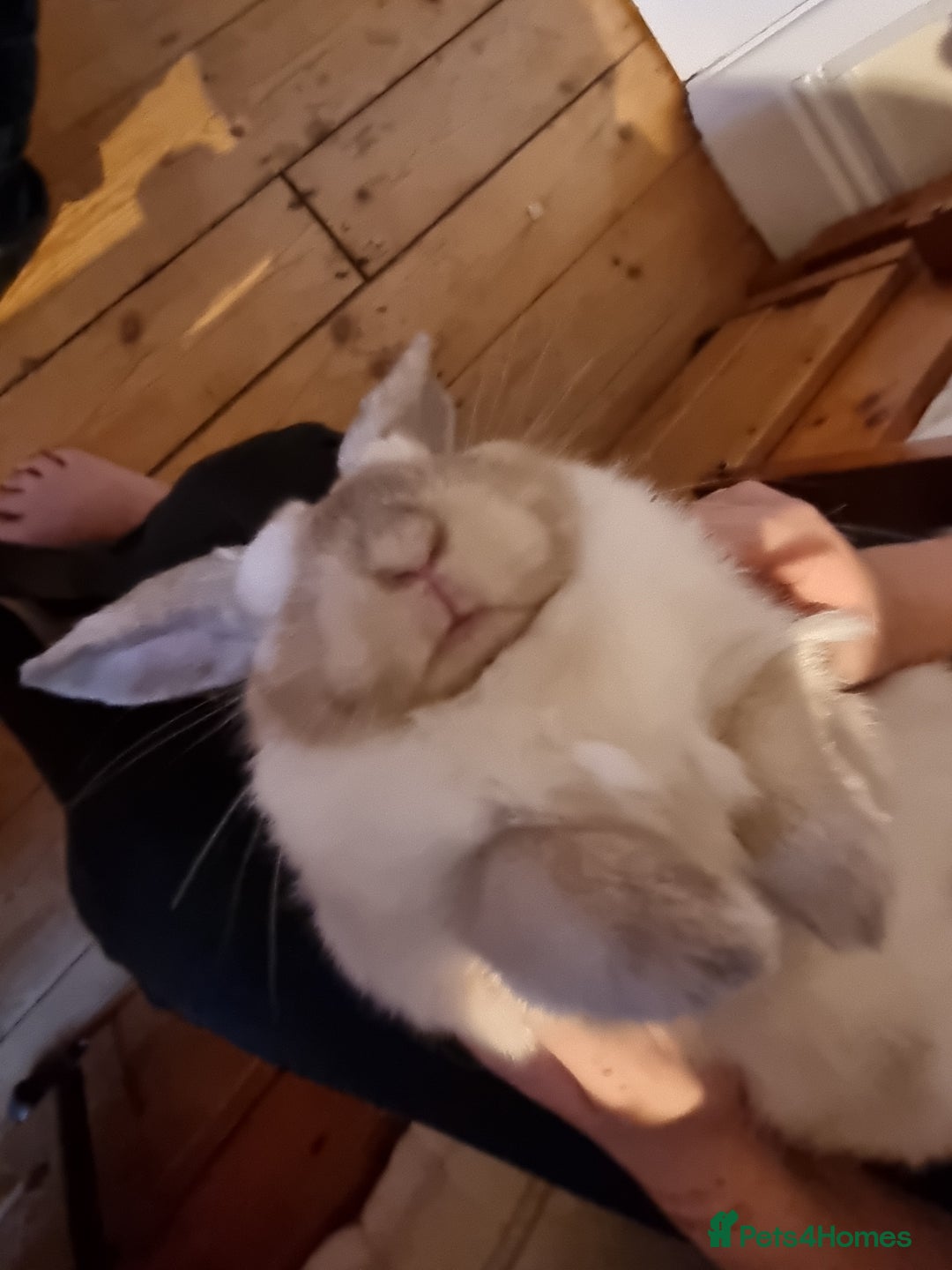 Mini Lop rabbits for sale: Beautiful friendly male mini lop - Advert 11