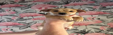 Boy 1