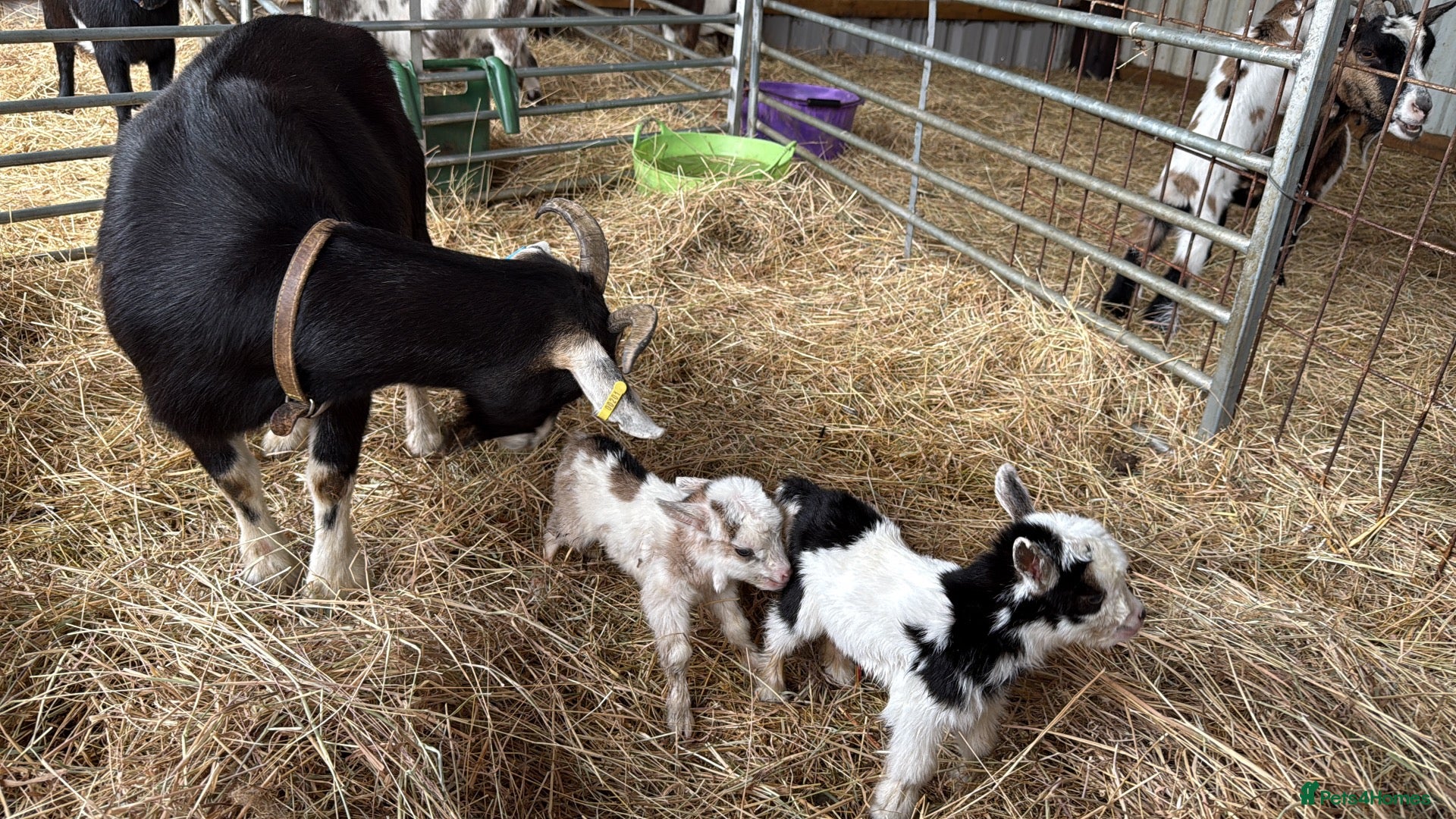 Goats livestock Beautiful baby mini pigmy goats  - Advert 3