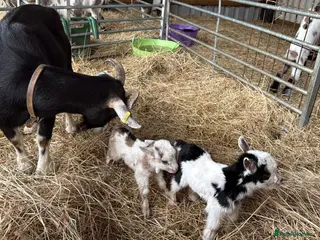 Goats livestock Beautiful baby mini pigmy goats - Advert 3