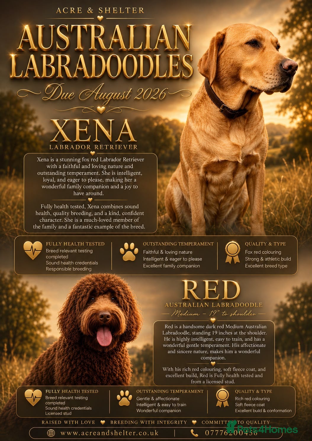 Australian Labradoodle dogs Australian Labradoodle Puppies - Advert 2