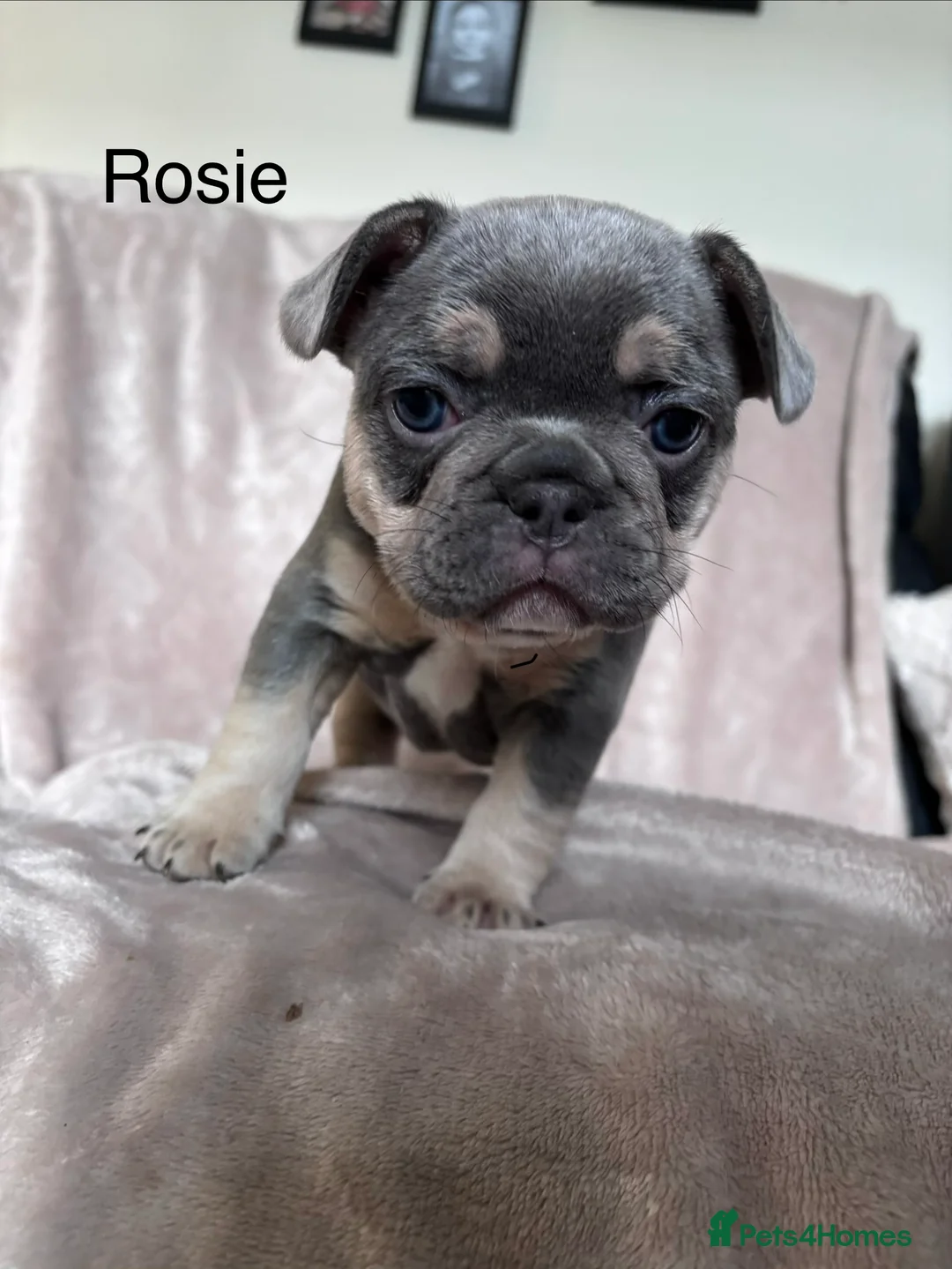French Bulldog dogs for sale: French bulldog puppies - Advert 9