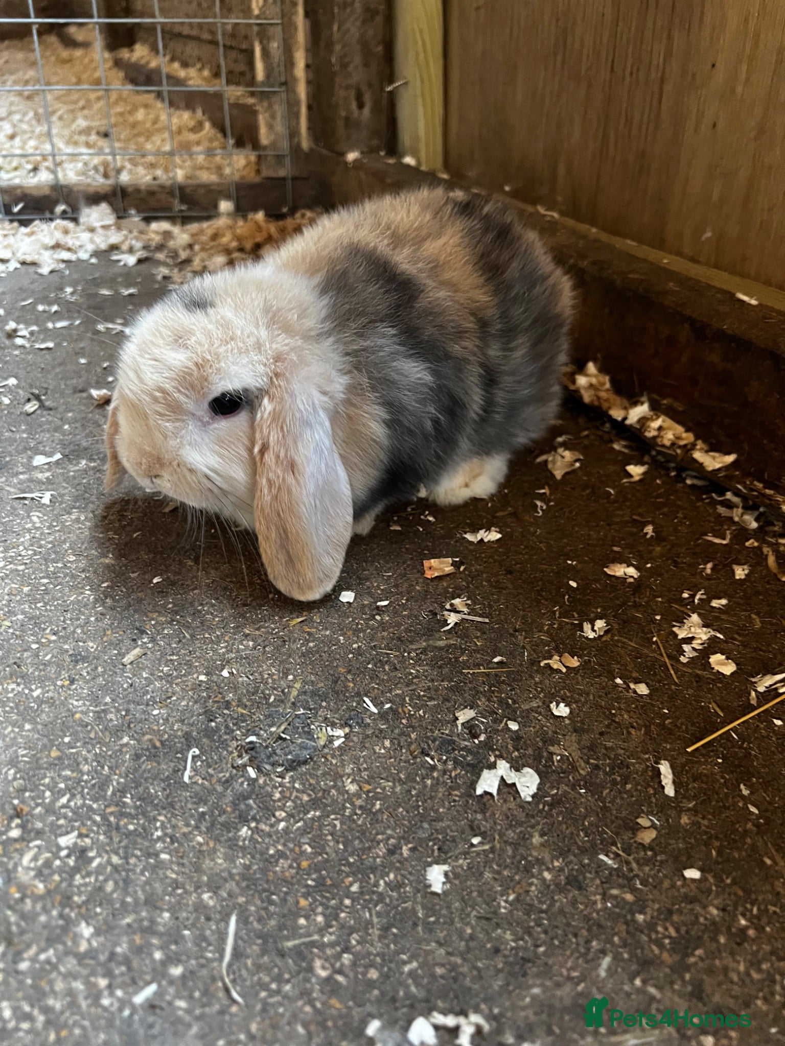Mini Lop rabbits Mini lop girls  - Advert 2