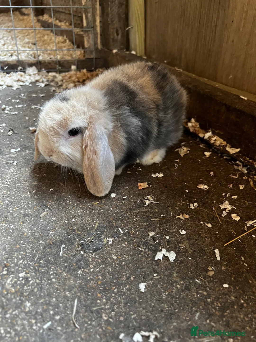 Mini Lop rabbits for sale: Mini lop girls  - Advert 2
