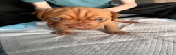 Dogue De Bordeaux dogs for sale: 2 Gorgeous Dogue De Bordeaux males.  in Bristol - Advert 4