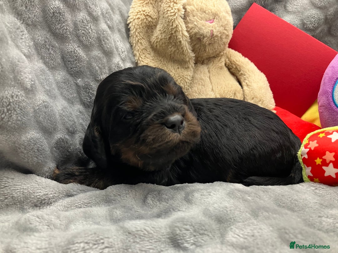 Cavapoo dogs for sale: F1 Cavapoo Puppies from Heath Tested Parents - Image 5