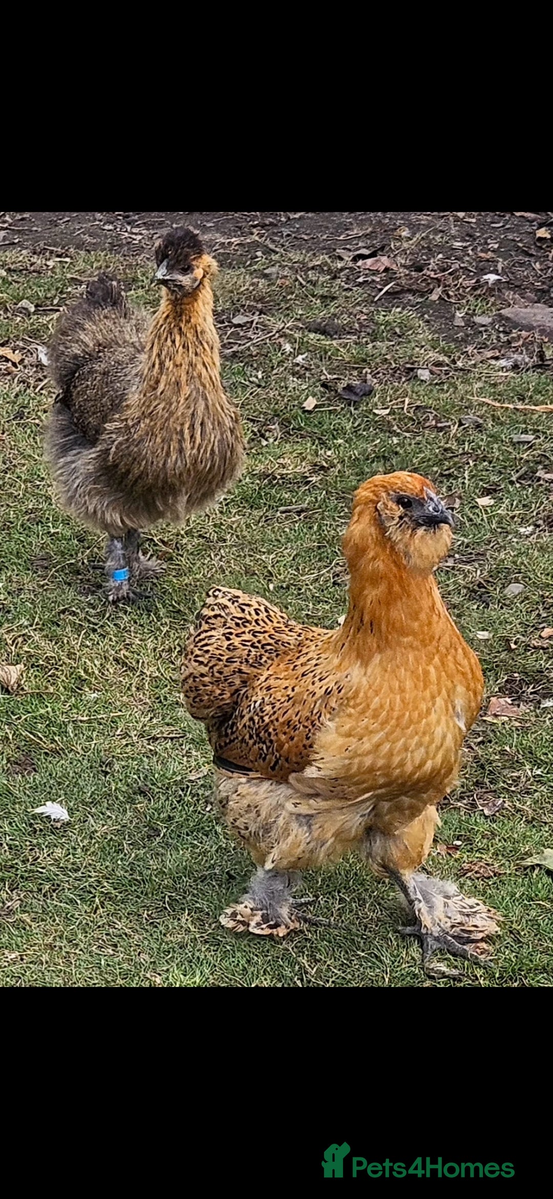 Chickens poultry for sale: Silkie hens. Must go together. Four in total.  - Image 4
