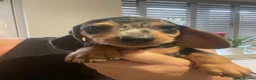 Dachshund dogs for sale: Beautiful sliver merle & Black and Tan dachshunds - Advert 8