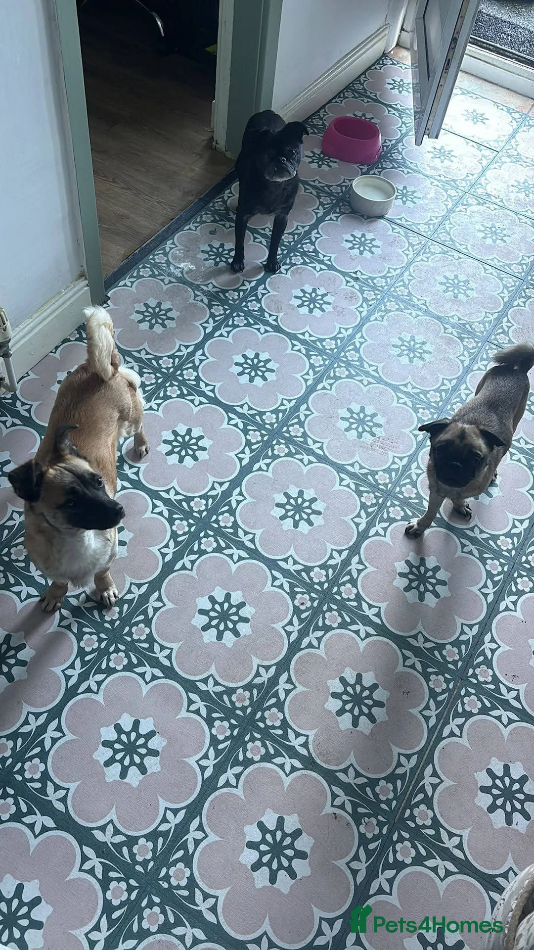 Mixed Breed dogs for adoption: Meet Foxy, currently residing in Barnsley  - Advert 5