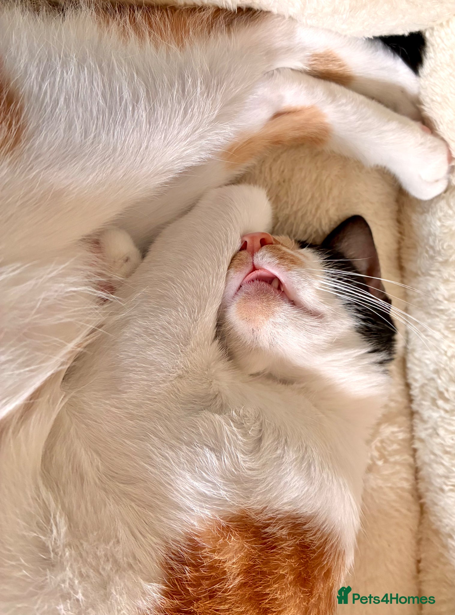 Arabian Mau cats for sale: Looking for loving home, with garden/safe roaming  - Advert 3