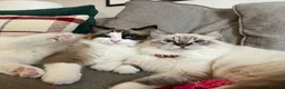 Ragdoll cats for sale: ADORABLE Girl - Advert 3