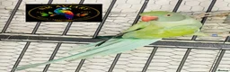 Parakeets birds for sale: Ringneck Opaline clear tail  - Advert 3