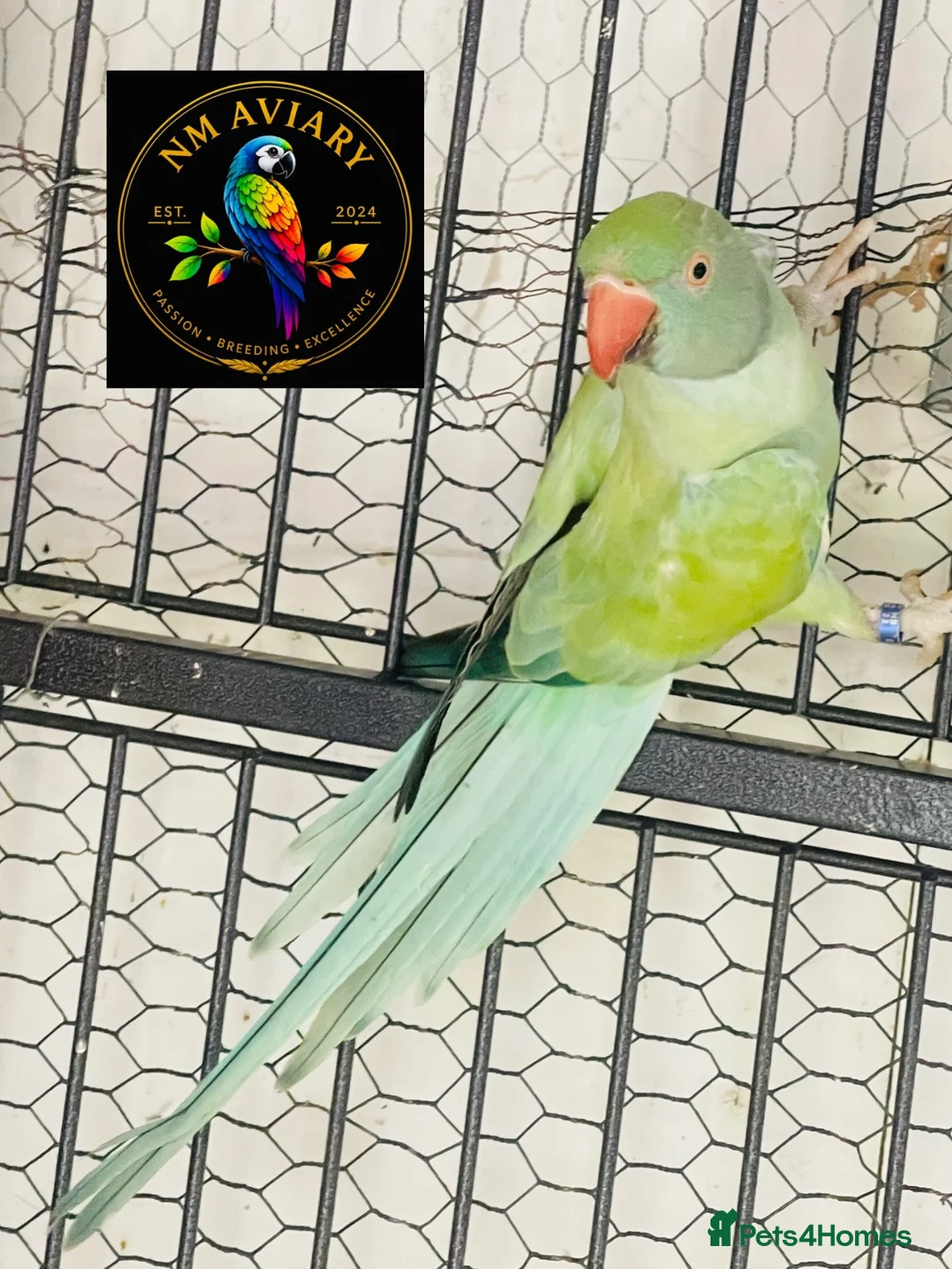 Parakeets birds for sale: Ringneck Opaline clear tail  - Advert 3