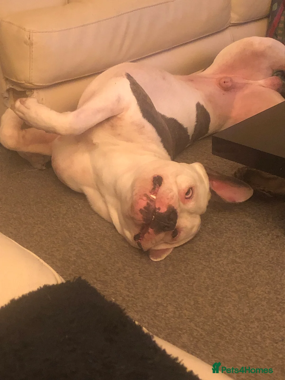 American Bulldog dogs for sale: Scot American bulldog  - Advert 1