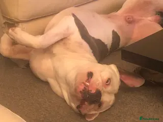 American Bulldog dogs Scot American bulldog - Advert 2