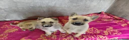 Mixed Breed dogs for adoption: 🐾💜 SALMA – A Gentle Girl for a Loving Home 💜🐾 - Advert 6