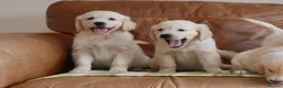 Golden Retriever dogs for sale: Quality Health Tested KC Golden Retrievers - Advert 15